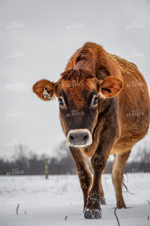 Jersey Cow in Snow 270674