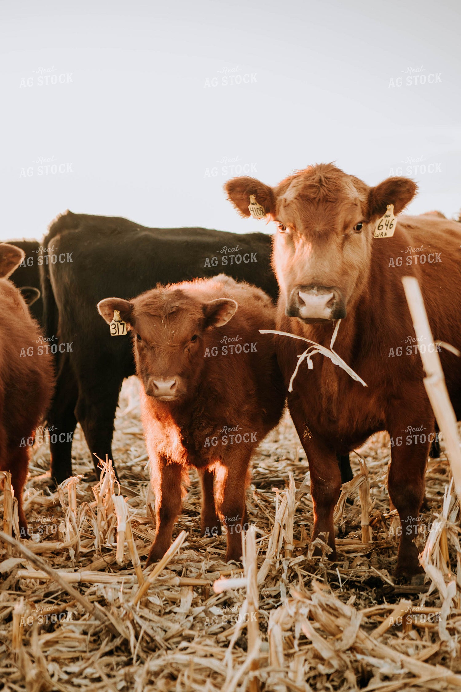 Cattle in Pasture 77235