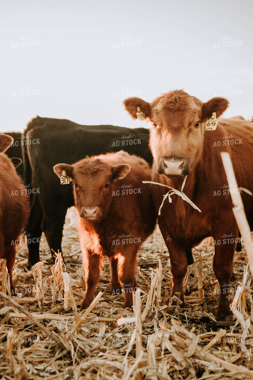 Cattle in Pasture 77235