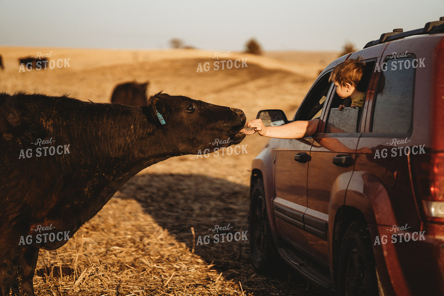 Petting Cow from Truck 196075