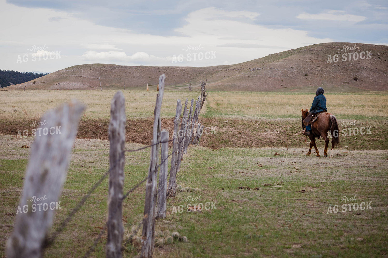 Rancher Rides Horse Along Fenceline 97143