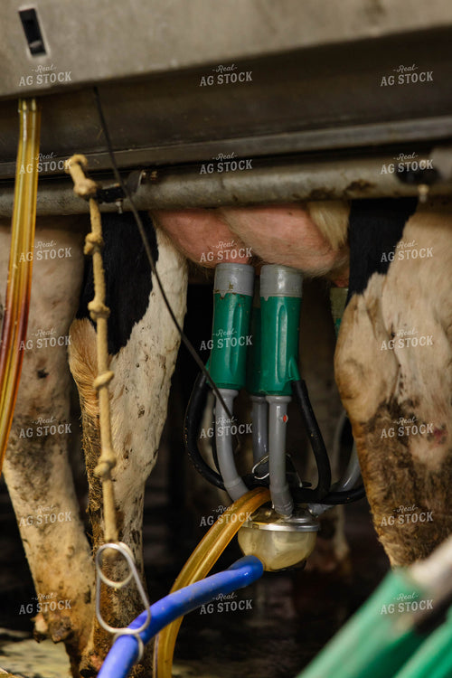 Milking Cow 152644