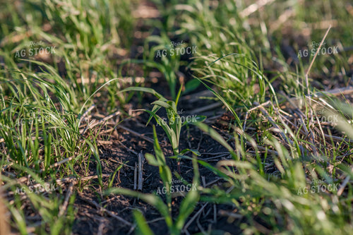 Cover Crop Field 76128