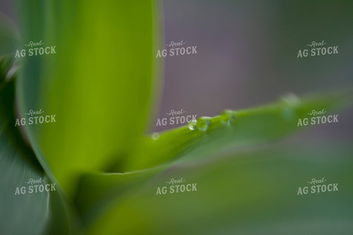 Corn - Mid-Season 1253