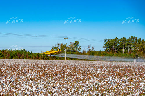 Crop Duster Spraying Cotton Field 136250