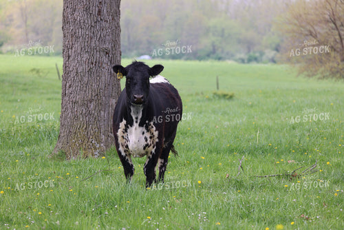 Cattle on Pasture 160296