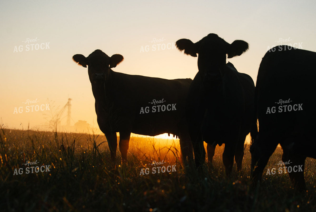 Cattle Silhouetted Against Golden Sunrise in Pasture 404034