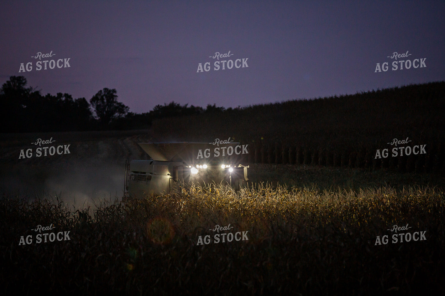 Corn Harvest 270636