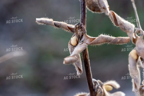 Soybean Pods 65039
