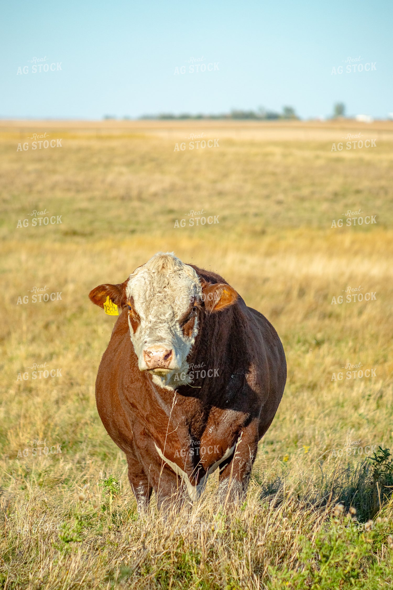 Hereford Bull 155331