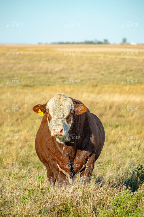 Hereford Bull 155331