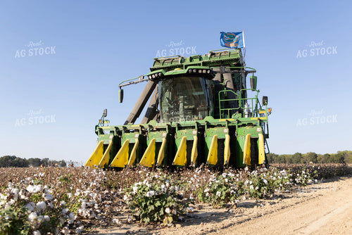 Baling Cotton 79419