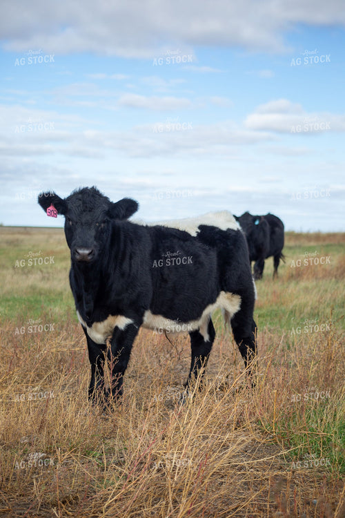 Black Baldy Calf Standing in Open Pasture 406057