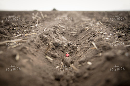 Close Up of Freshly Planted Corn Seed in Soybean Residue 135020
