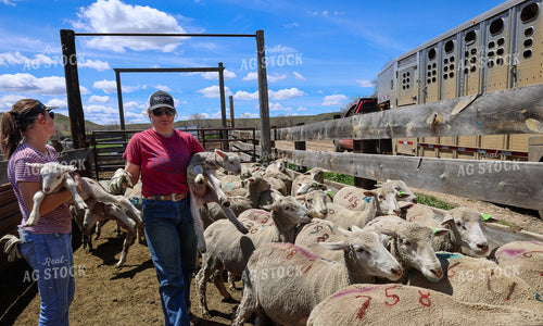 Farmers Working Sheep 261011