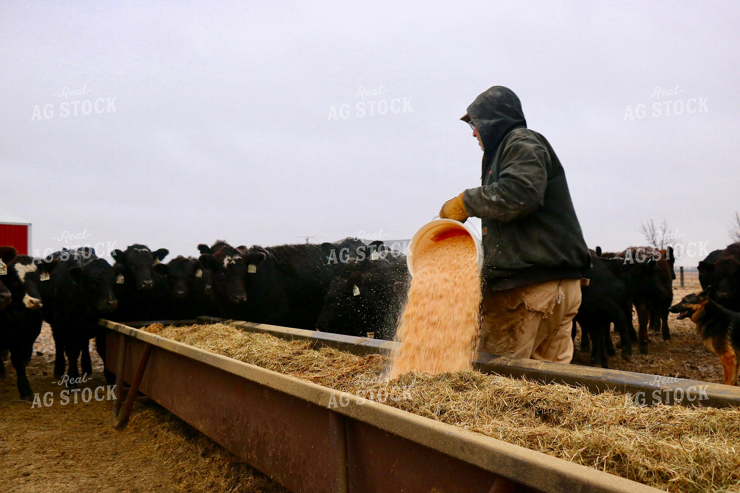Cattle Producer Feeding Cattle 299296