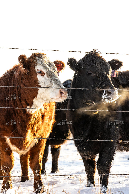 Cattle on Pasture in the Snow 224003