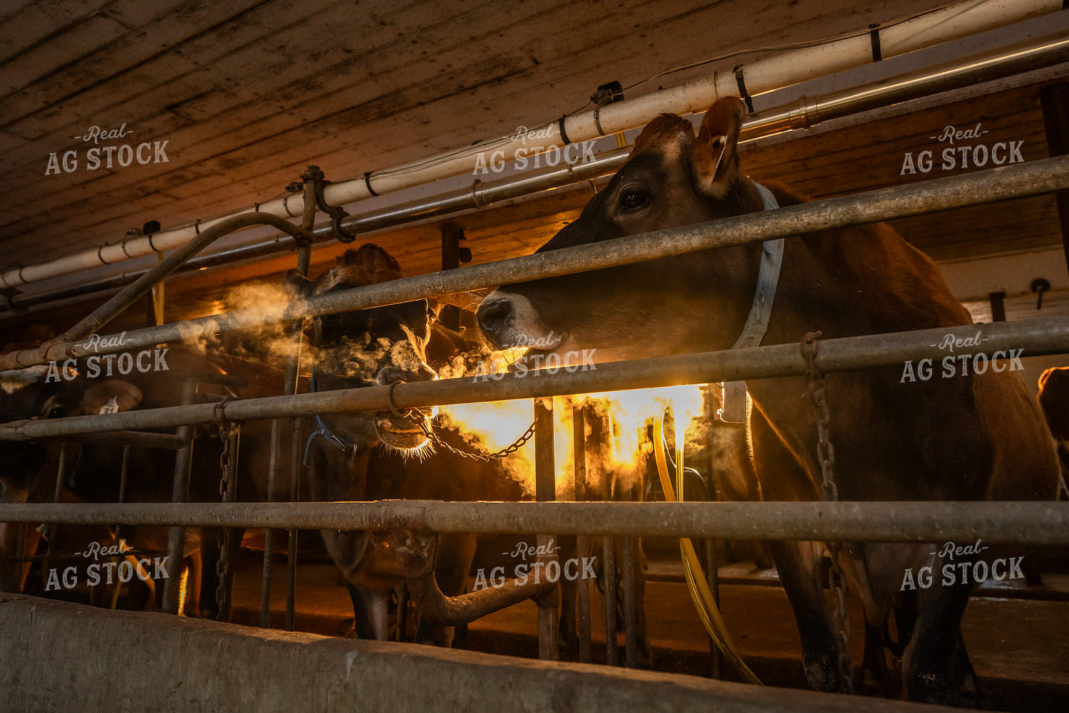 Jersey Cow in Dairy Barn 270682