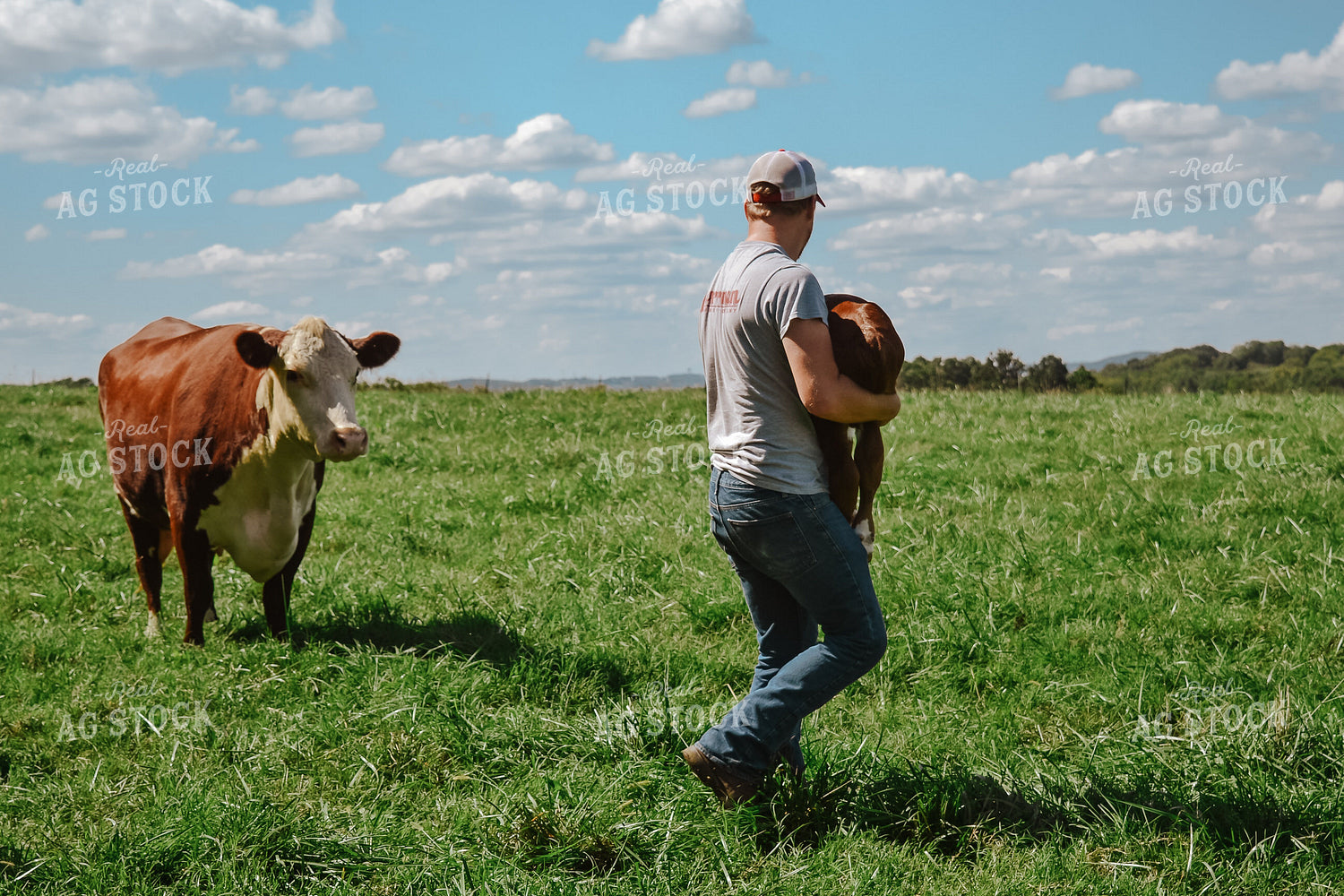 Hereford Cow and Calf with Farmer 125050