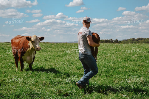 Hereford Cow and Calf with Farmer 125050