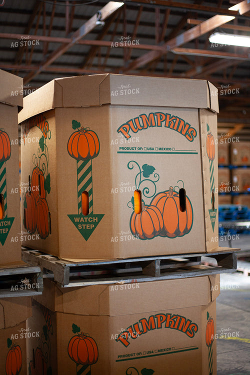 Pumpkin Harvest 132243