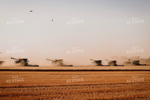 Wheat Harvest with Multiple Combines 139017