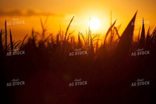 Corn - Mid-Season 1277