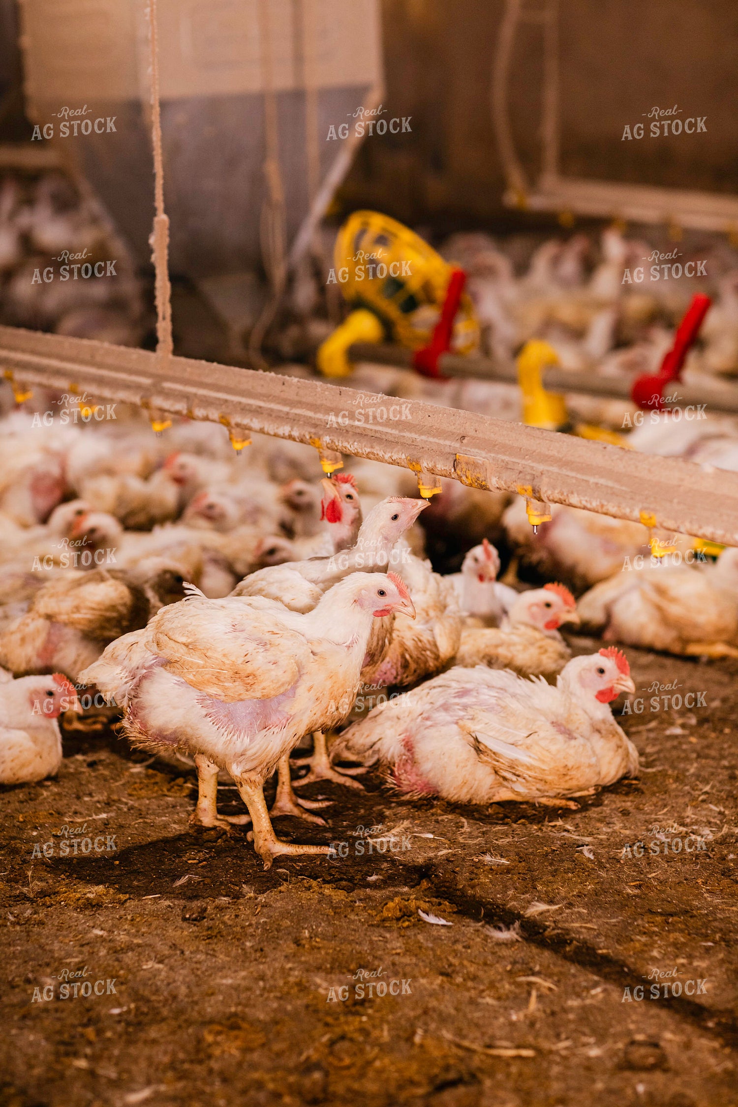Broiler Chickens in Barn 280031