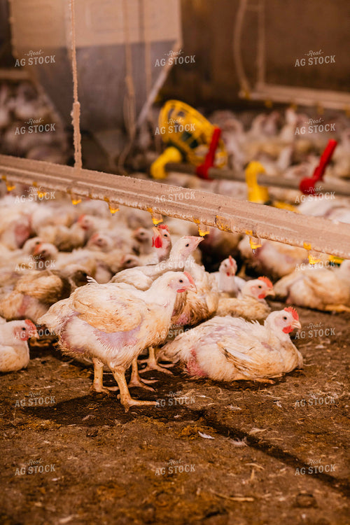 Broiler Chickens in Barn 280031
