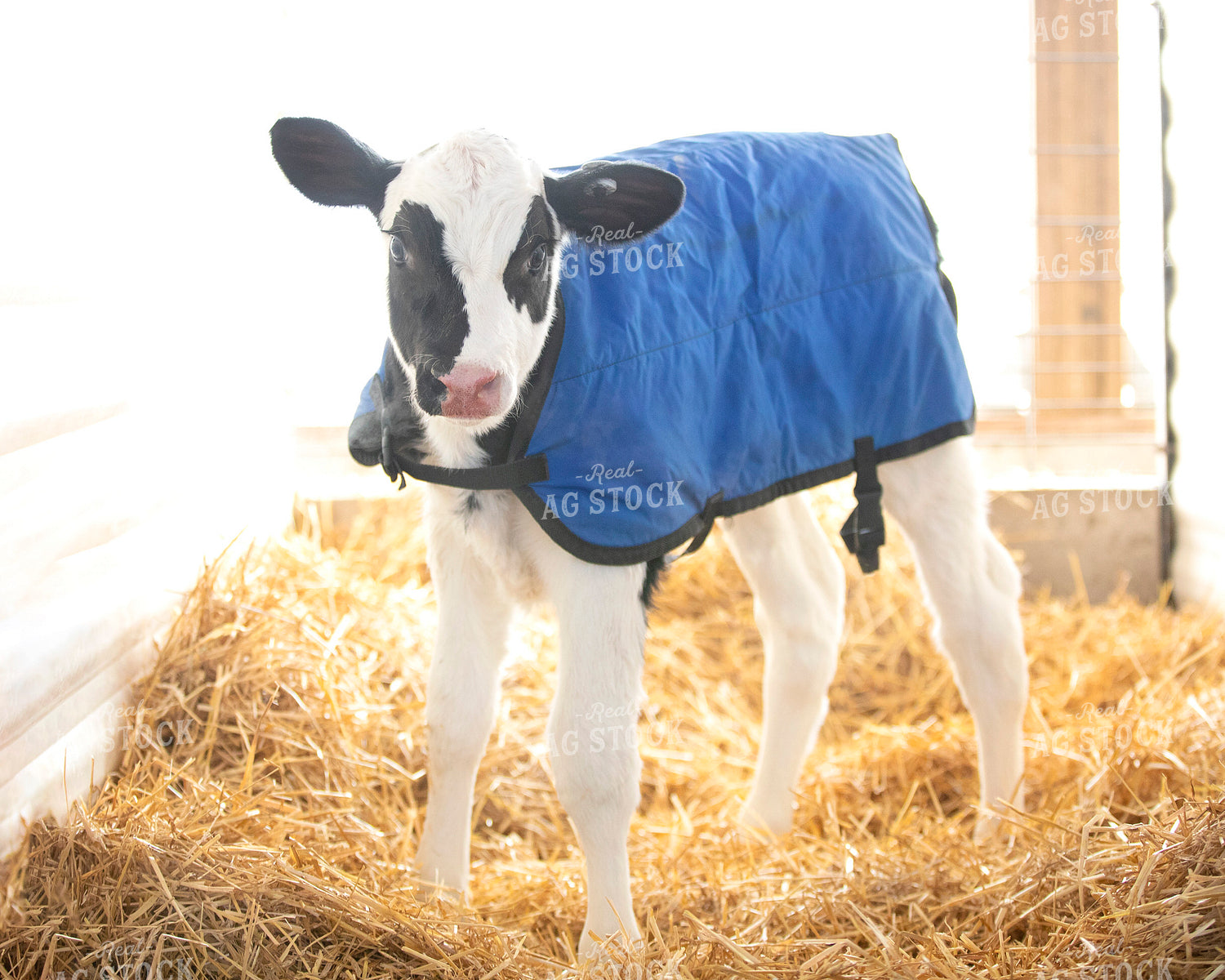 Holstein Calf with Blanket 55057
