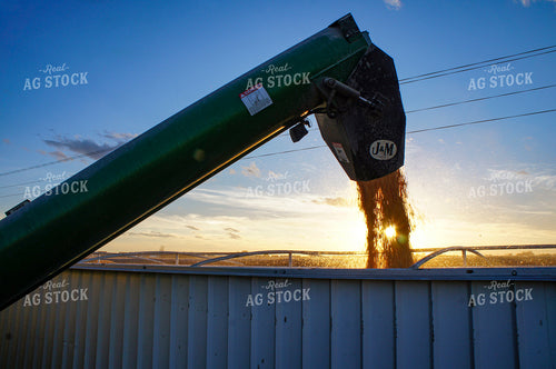 Dumping Corn into Semi Trailer 156023