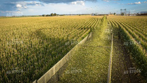 Silage Harvest 56548