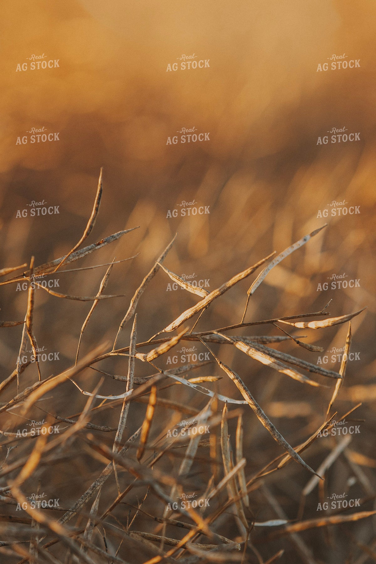 Rapeseed Pods 187424
