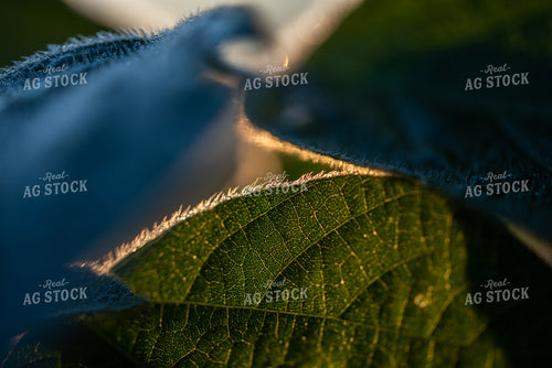 Up-Close Soybean Leaf 76227