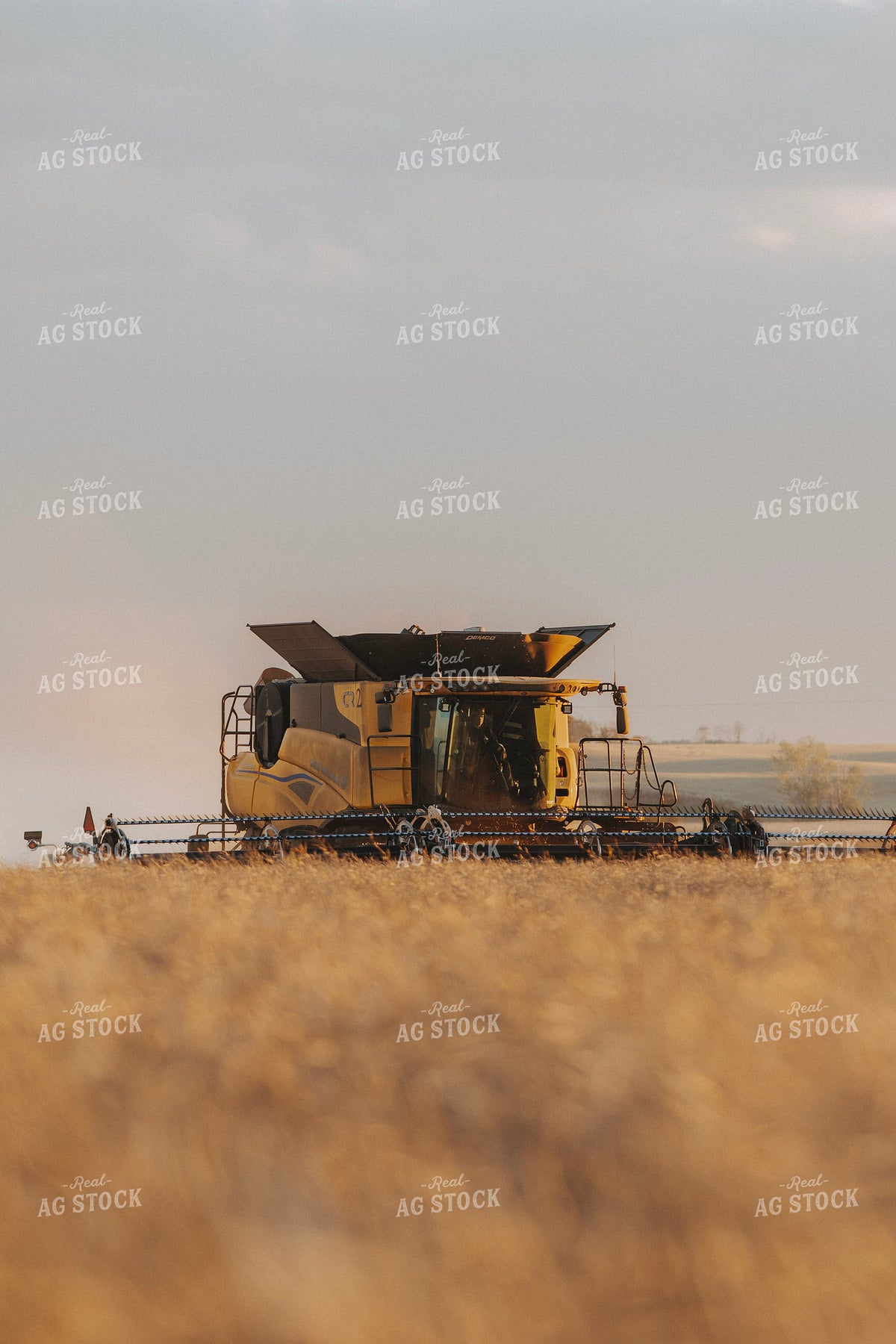 Canola Harvest 187426