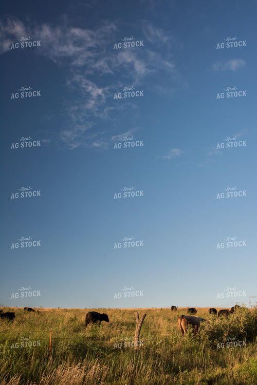Cattle on Pasture 76578