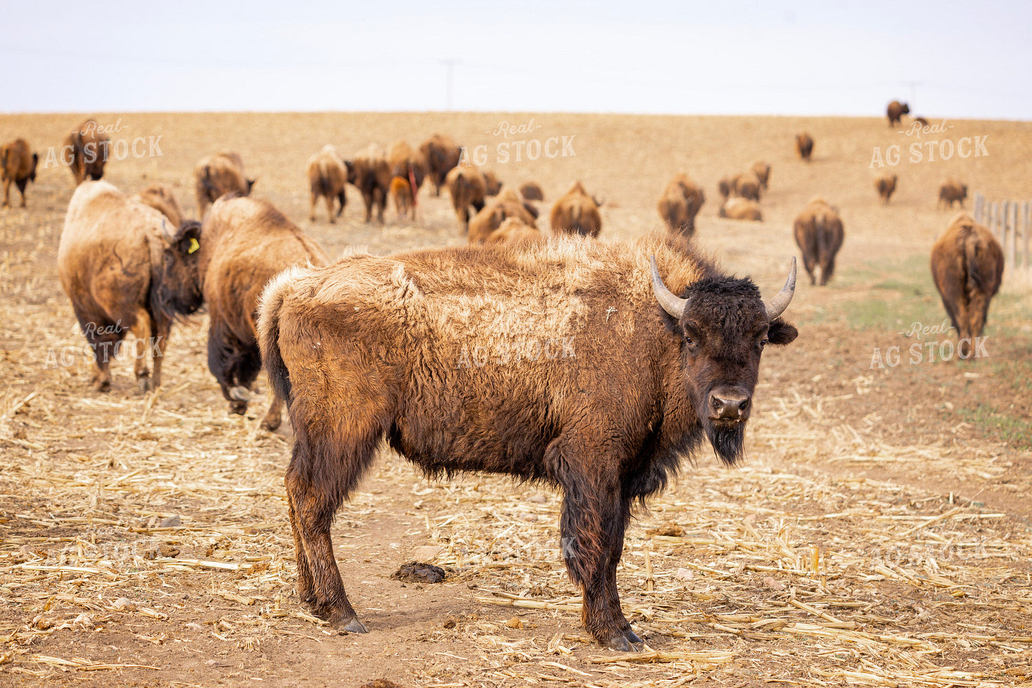 Bison 187115