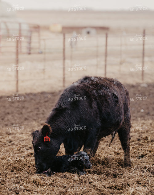 Cow Calf Pair 185200