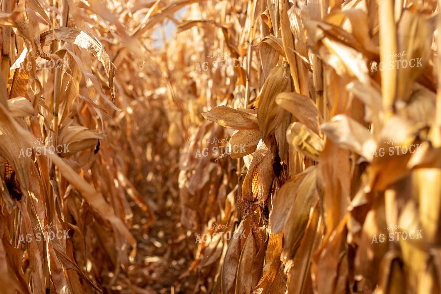 Dried Corn Field 67152
