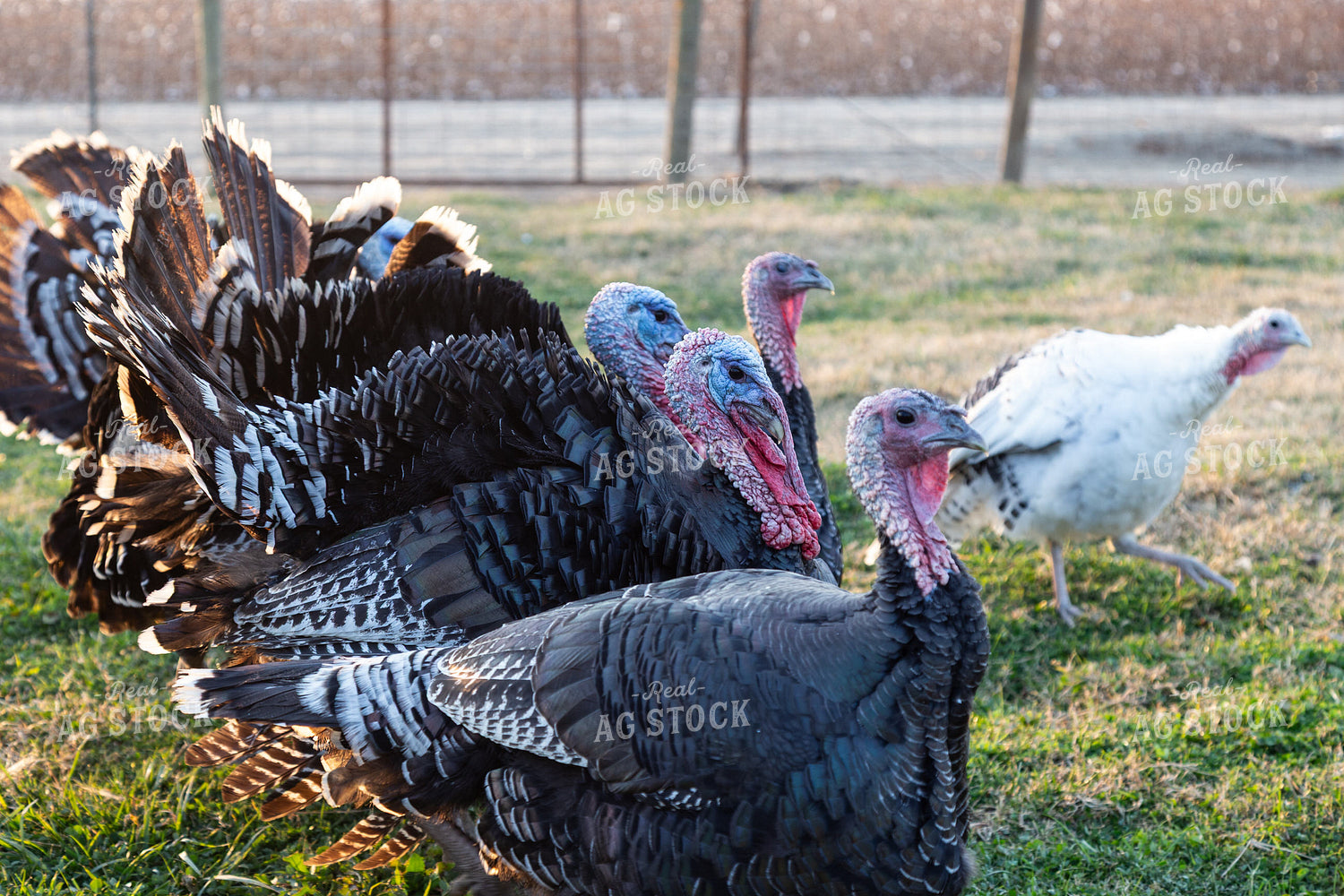 Turkeys 276048