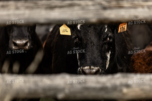 Cattle 188100
