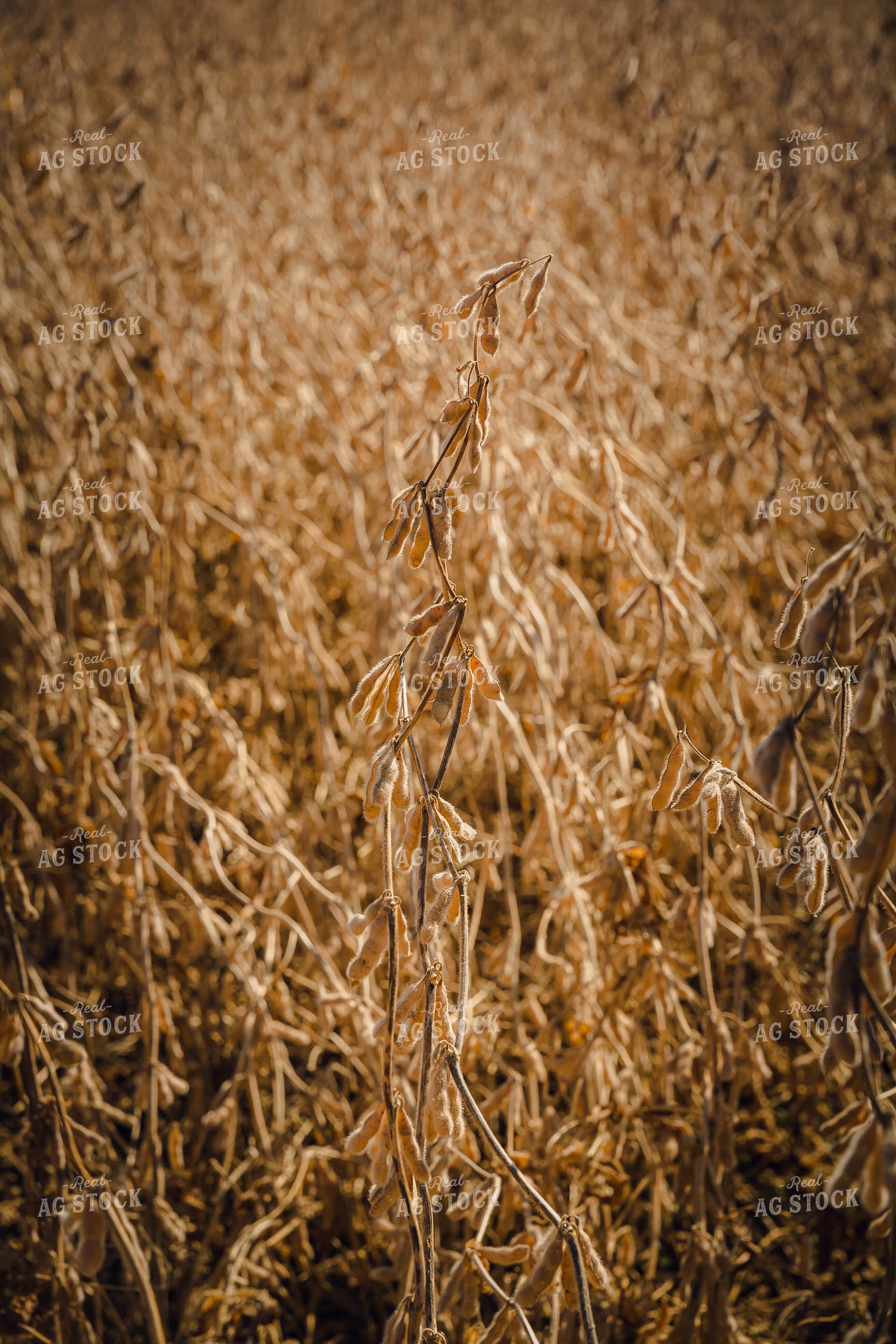 Dried Soybeans in Field 153032