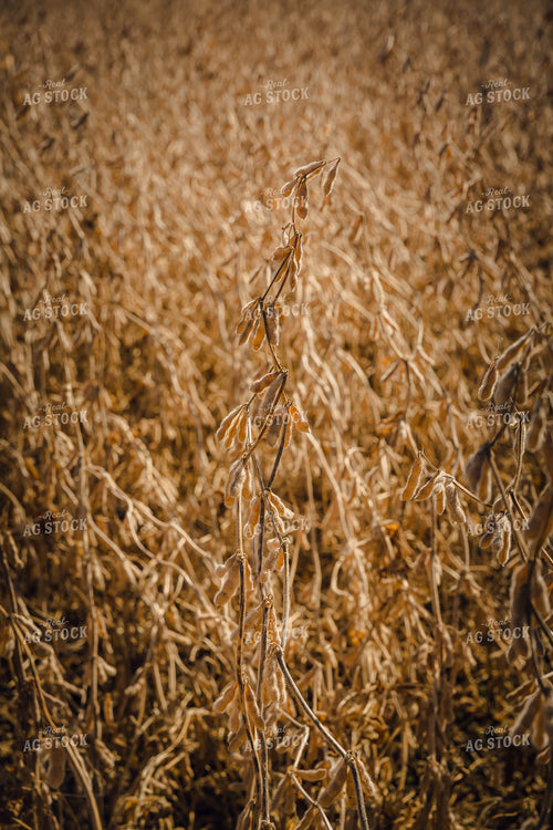 Dried Soybeans in Field 153032