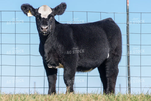 Show Cattle 160473