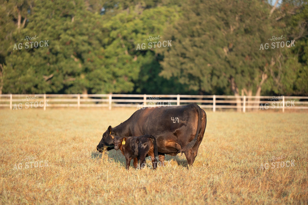 Black Angus Cow and Newborn Calf in Pasture 402057