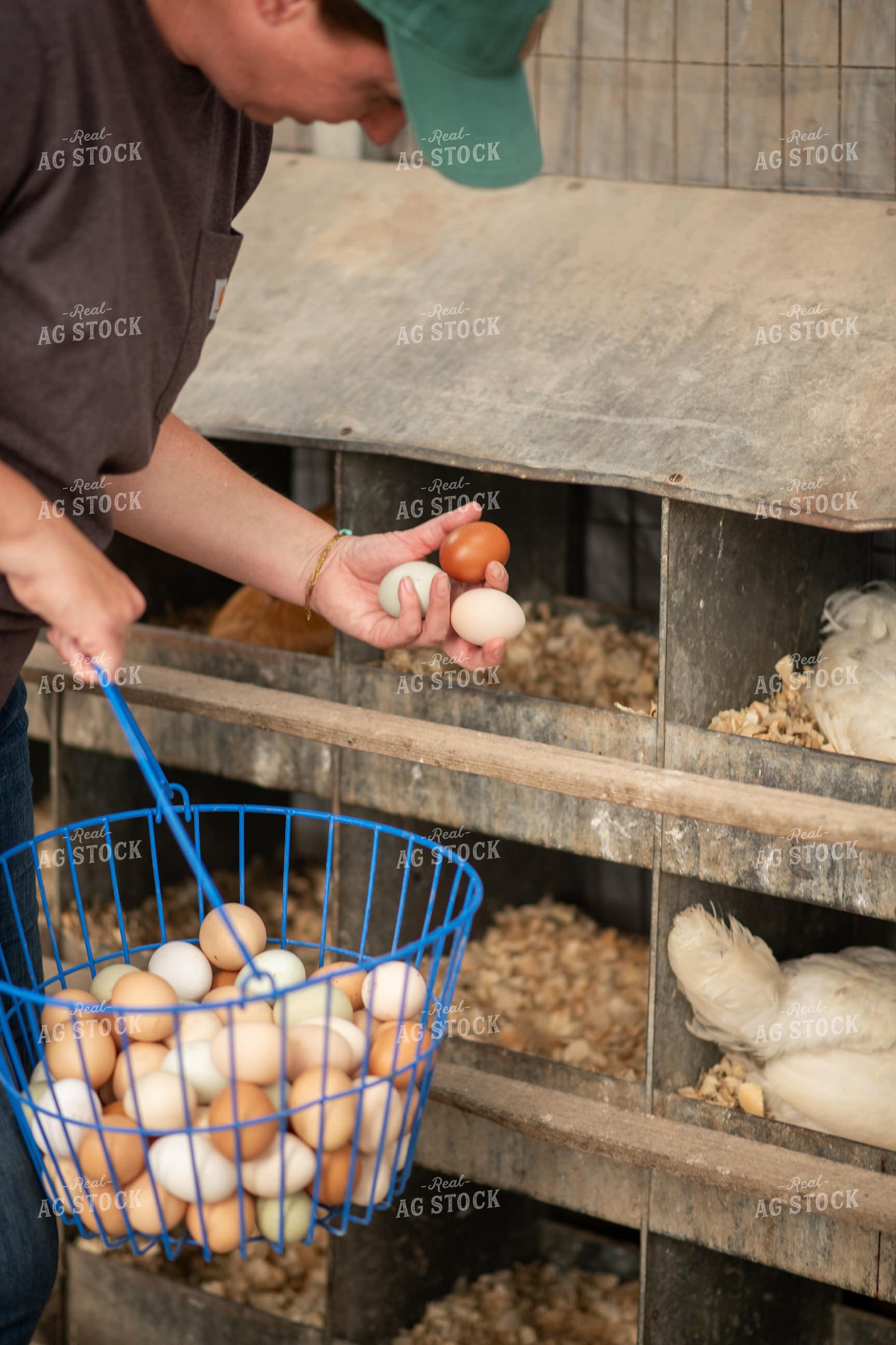 Gathering Eggs 76613