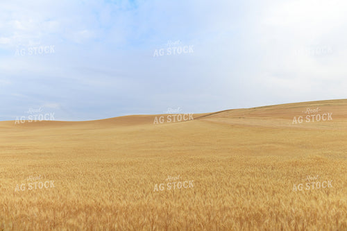 Wheat Field 129038