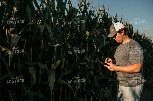 Farmer with iPad in Corn Field 3166