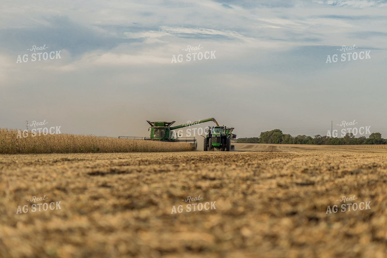 Soybean Harvest 93331