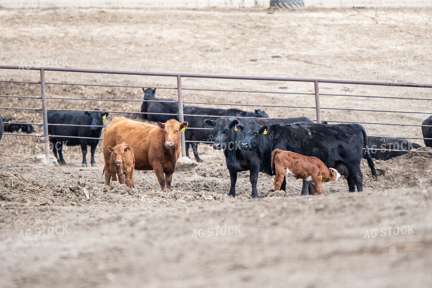Cow Calf Operation 193020